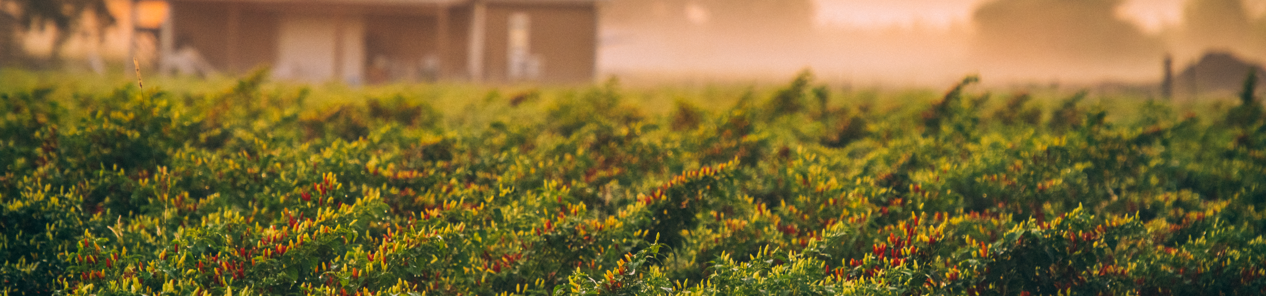 tabasco-avery-island-field